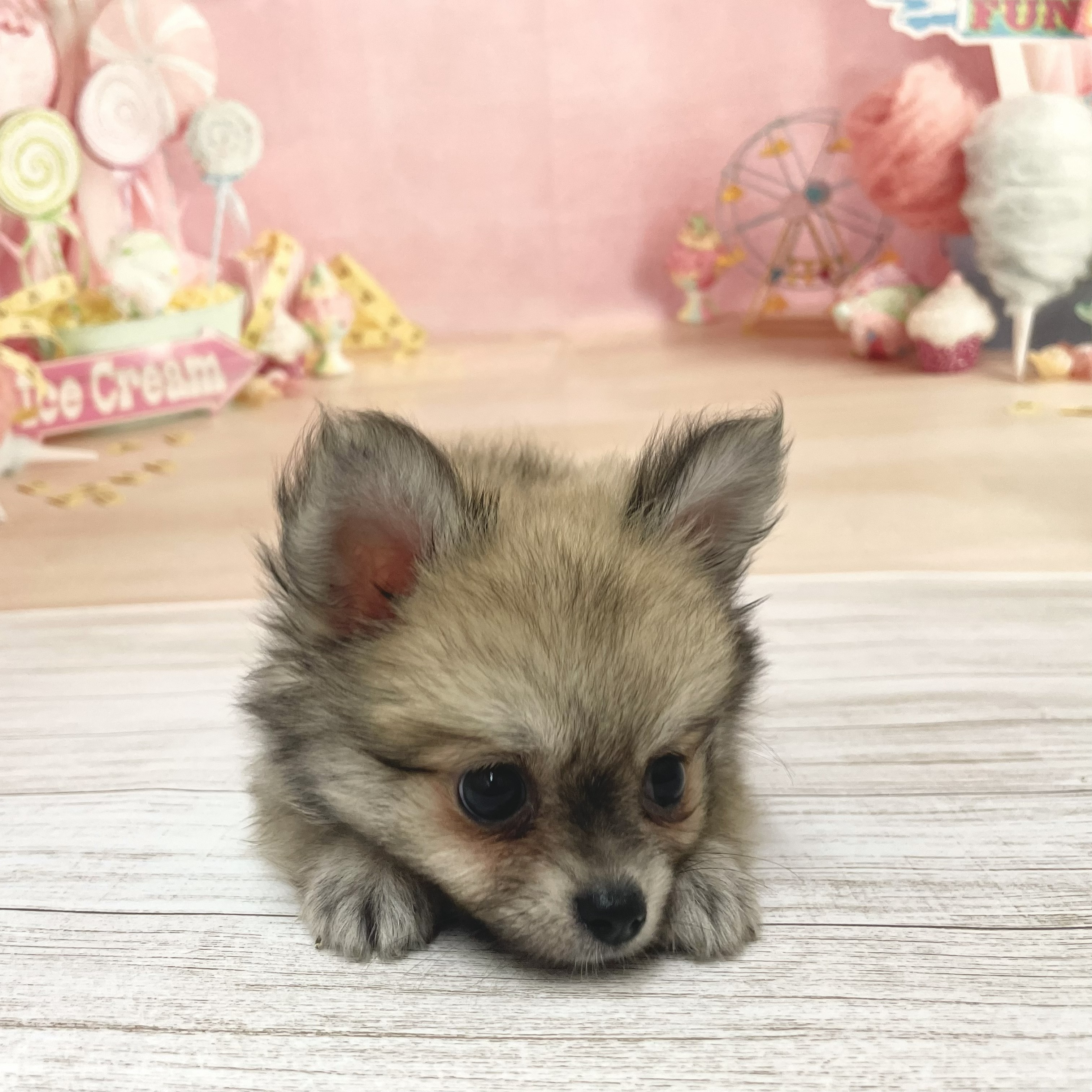 兵庫県のポメチワ/チワポメ/ポメチー(ポメラニアン×チワワ) (犬の家＆猫の里尼崎店/2026年6月15日生まれ/女の子/フォーン)の子犬の3枚目の画像
