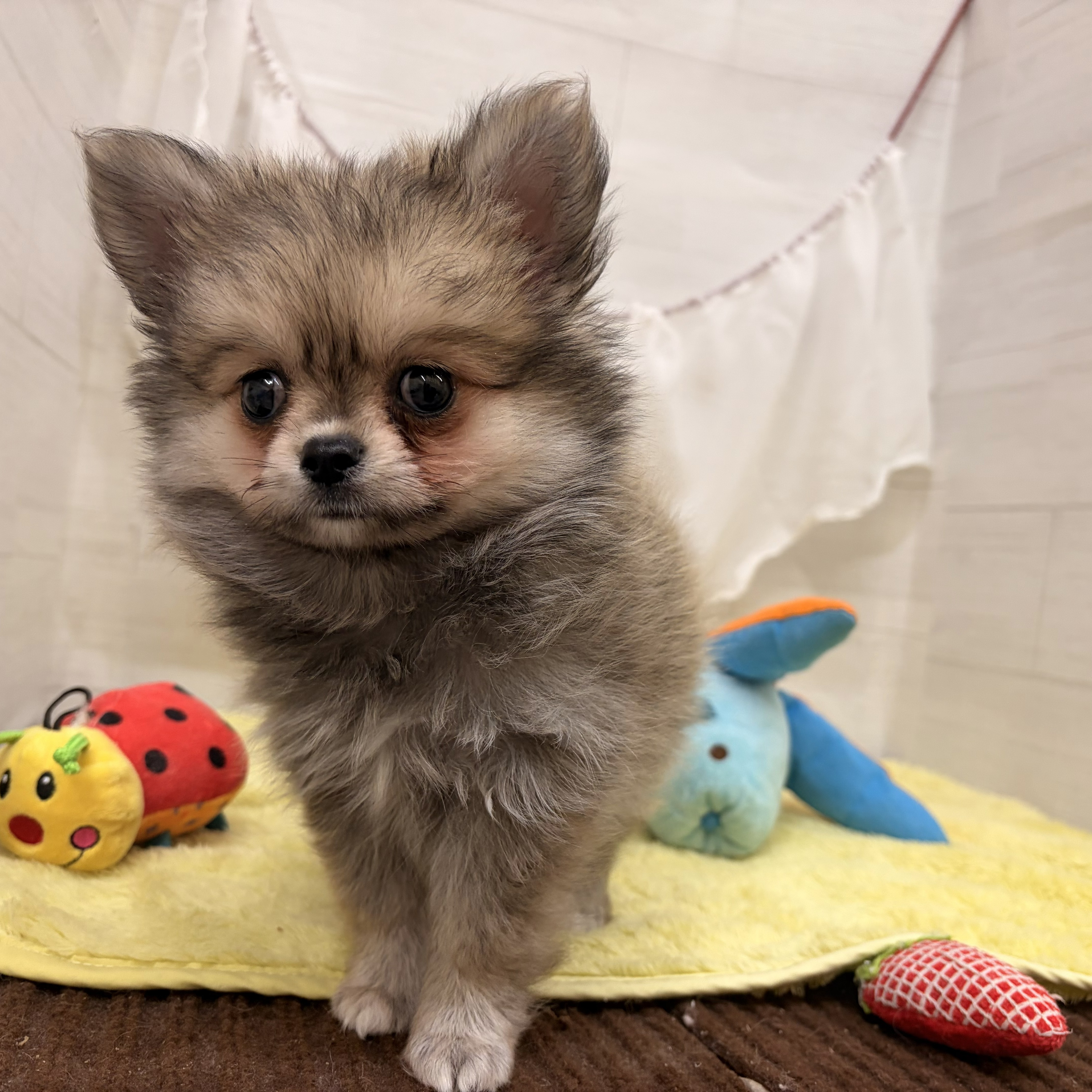 愛知県のポメチワ/チワポメ/ポメチー(ポメラニアン×チワワ) (犬の家＆猫の里碧南店/2026年6月15日生まれ/女の子/フォーン)の子犬の1枚目の画像