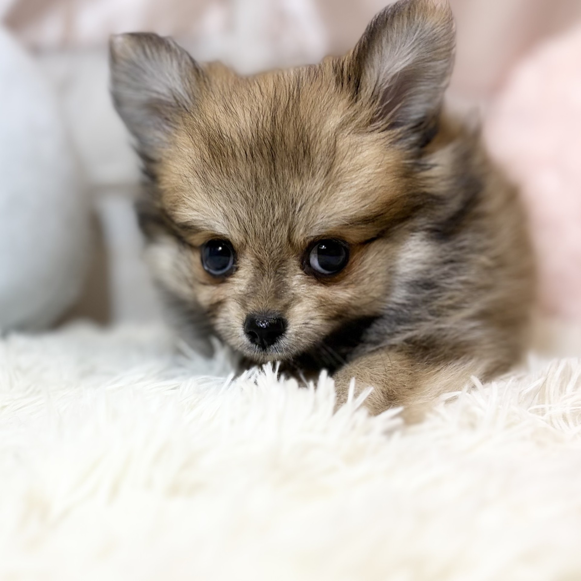 兵庫県のポメチワ/チワポメ/ポメチー(ポメラニアン×チワワ) (犬の家＆猫の里カナート西神戸店/2026年6月15日生まれ/女の子/フォーン)の子犬の3枚目の画像