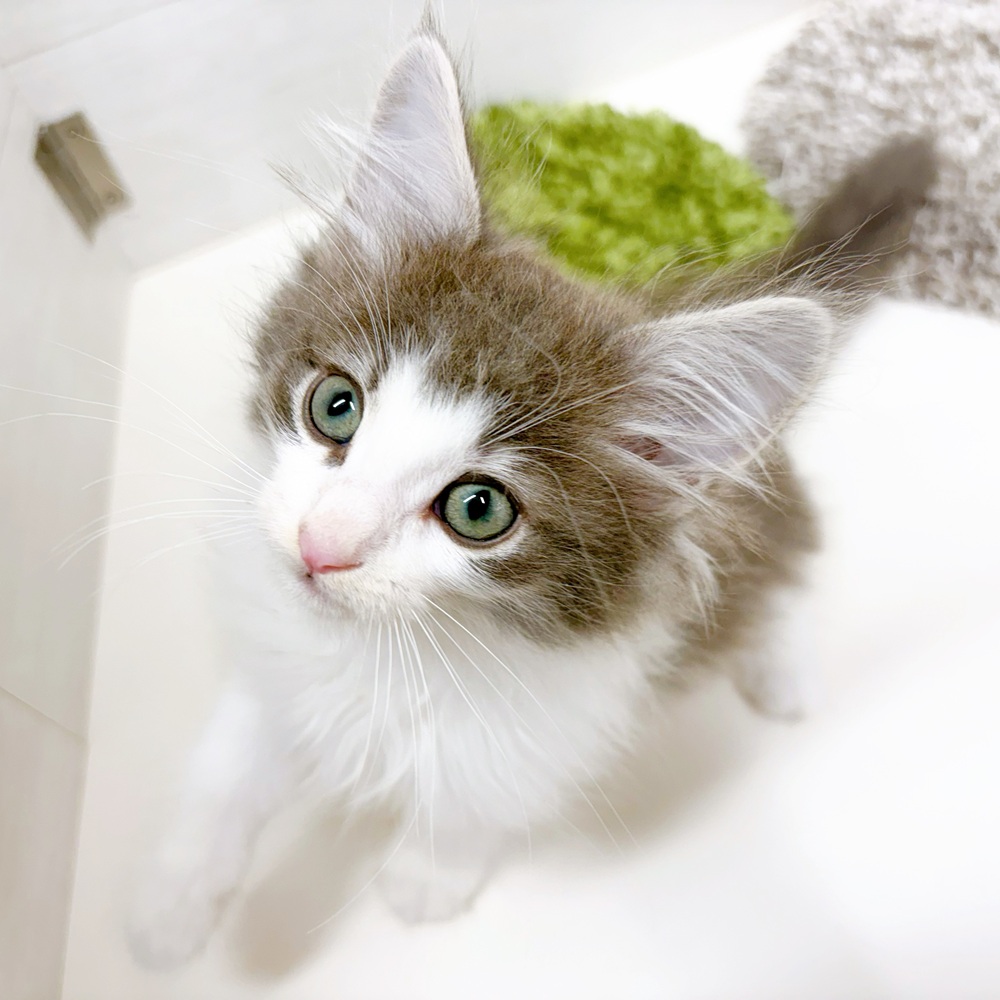 石川県のノルウェージャンフォレストキャット (犬の家＆猫の里アミーゴ金沢おこばた店/2026年6月13日生まれ/男の子/ブルータビーホワイト)の子猫の3枚目の画像