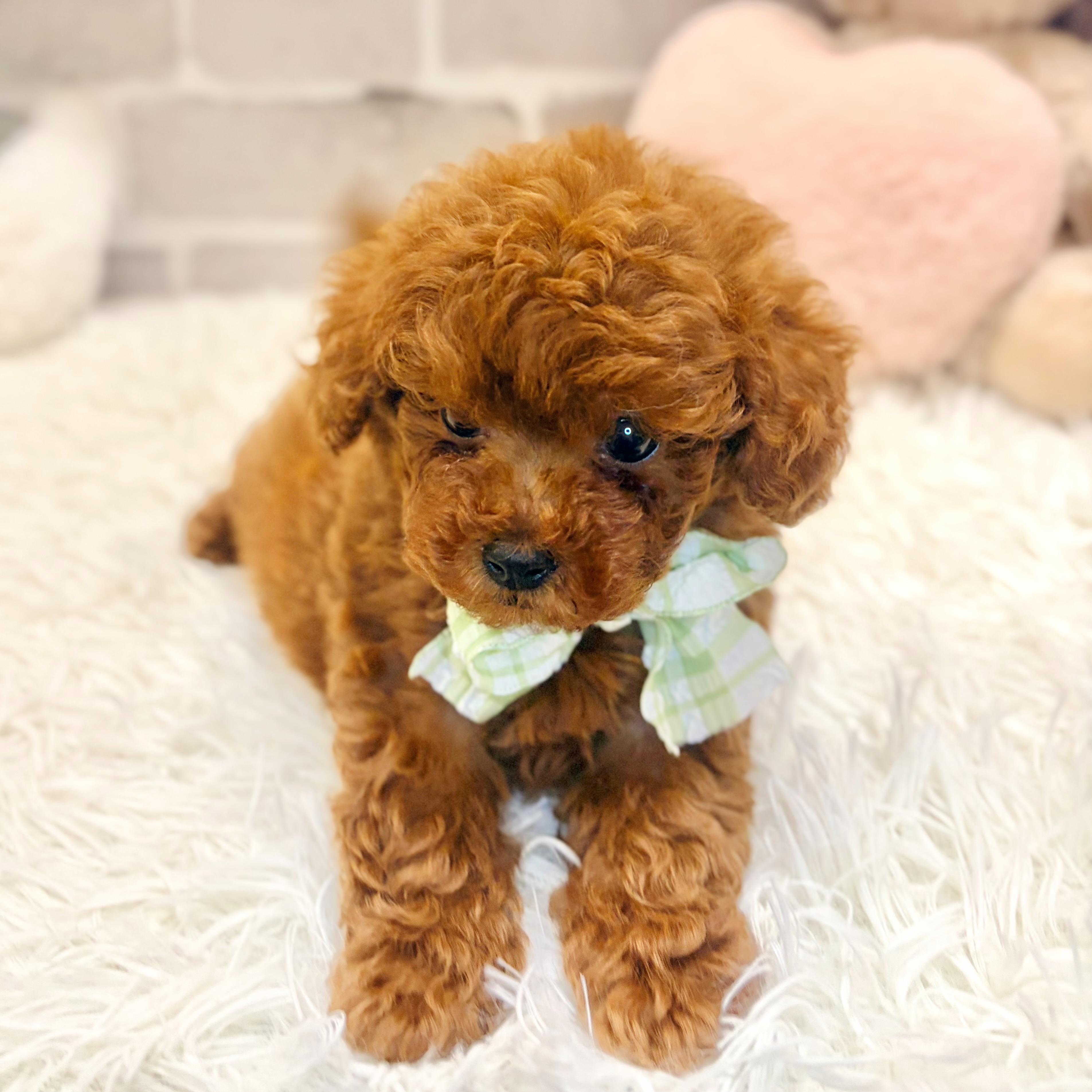 兵庫県のトイプードル(ティーカップ) (犬の家＆猫の里神戸店/2026年6月19日生まれ/男の子/レッドフォーン)の子犬の3枚目の画像