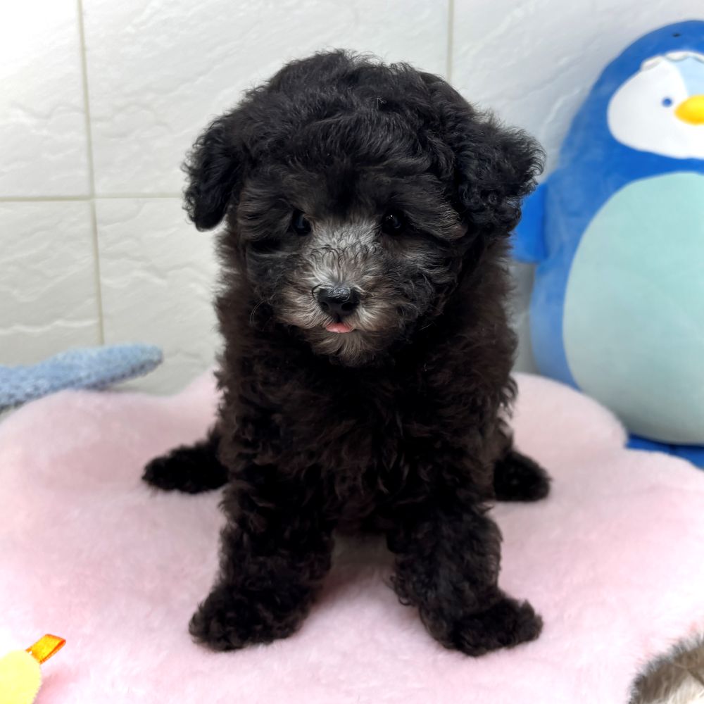 兵庫県のトイプードル(トイ) (犬の家＆猫の里ゆめタウン姫路店/2026年6月13日生まれ/女の子/グレー)の子犬の3枚目の画像