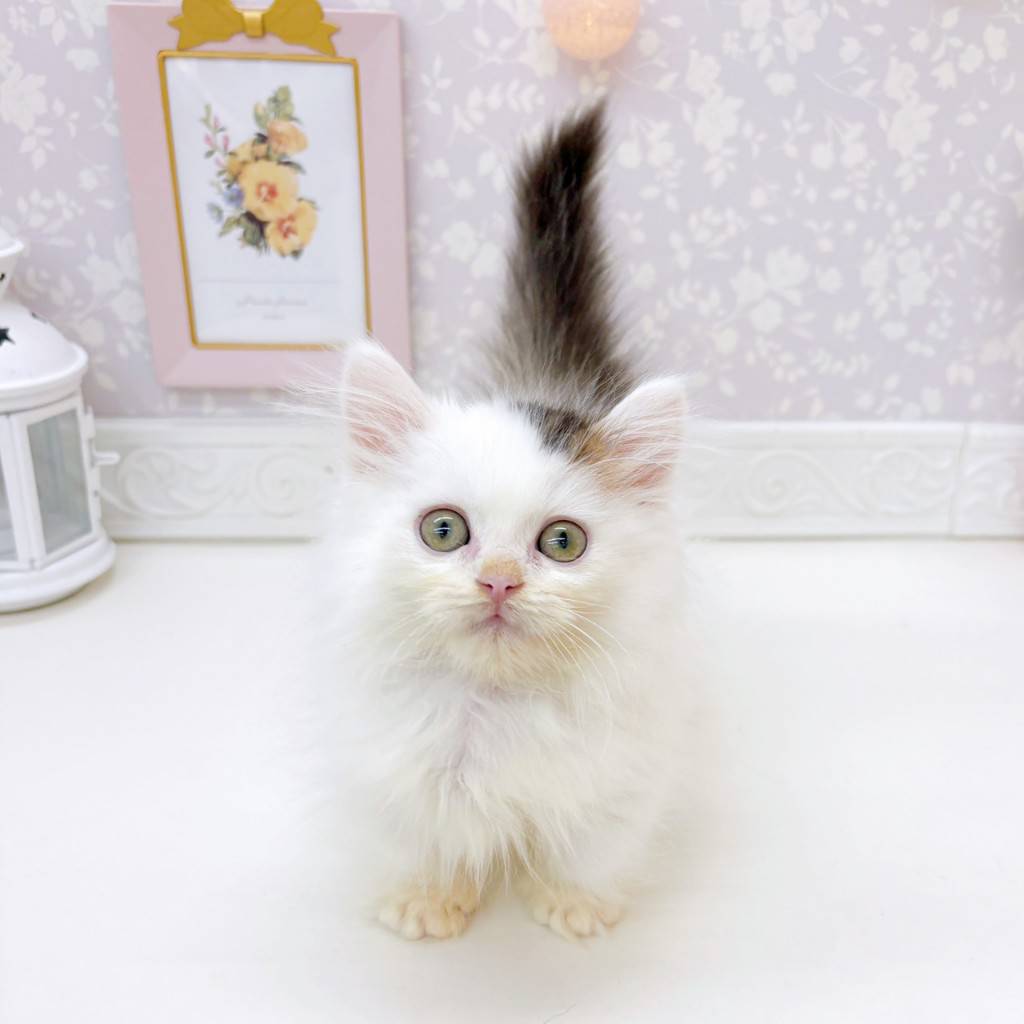 富山県のミヌエット (犬の家＆猫の里富山店/2026年6月19日生まれ/男の子/ブラウンタビーホワイト)の子猫の3枚目の画像