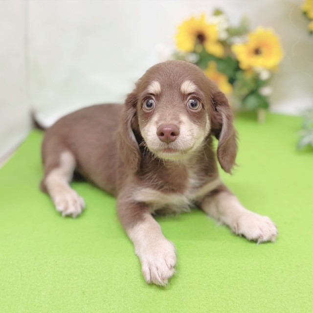 静岡県のチワックス(チワワ×ダックス) (犬の家＆猫の里藤枝店/2026年6月17日生まれ/男の子/チョコレートクリーム)の子犬の3枚目の画像