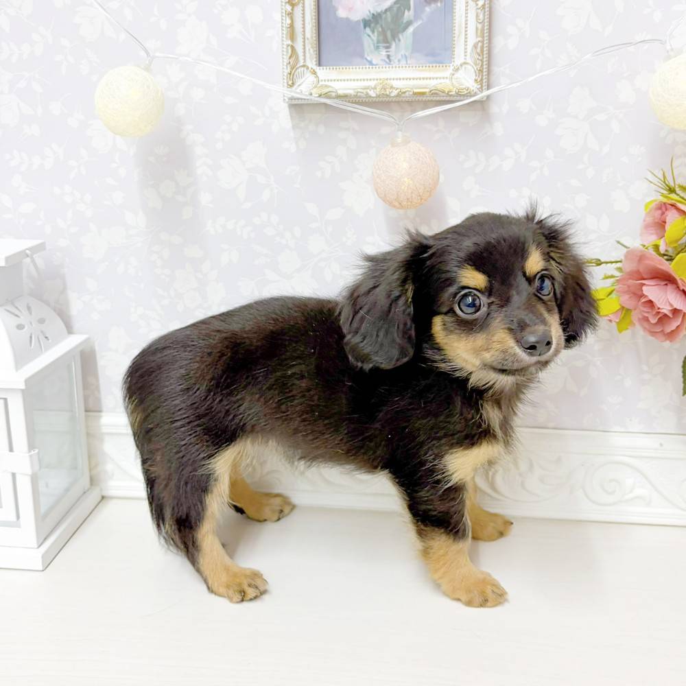 富山県のチワックス(チワワ×ダックス) (犬の家＆猫の里アミーゴ山室店/2026年6月17日生まれ/女の子/ブラックタン)の子犬の3枚目の画像