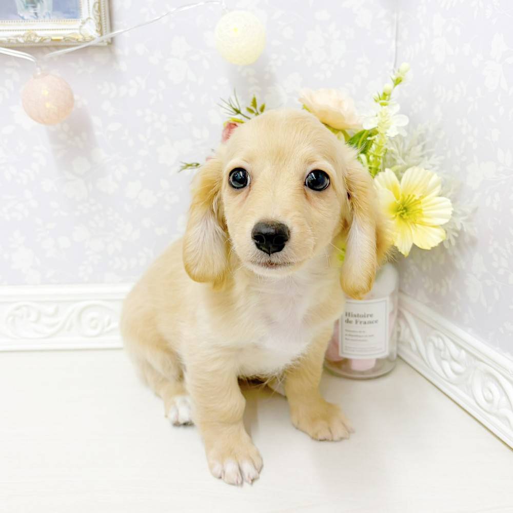 富山県のチワックス(チワワ×ダックス) (犬の家＆猫の里アミーゴ山室店/2026年6月17日生まれ/男の子/クリームホワイト)の子犬の3枚目の画像