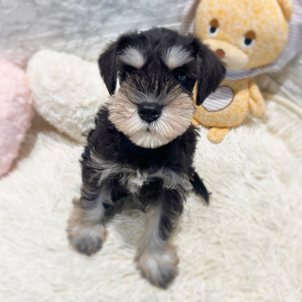 愛知県のミニチュアシュナウザー (犬の家＆猫の里MiO香久山店/2026年6月18日生まれ/男の子/ブラックシルバー)の子犬の3枚目の画像