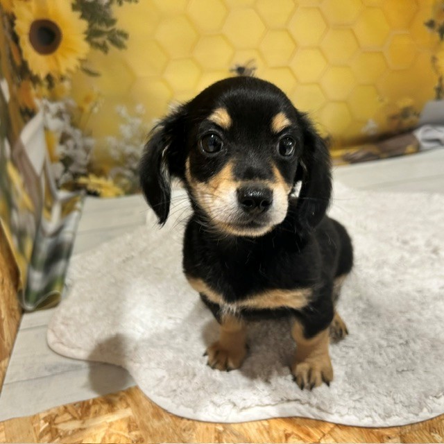福岡県のチワックス(チワワ×ダックス) (犬の家＆猫の里トリアス久山店/2026年6月21日生まれ/男の子/ブラックタン)の子犬の3枚目の画像