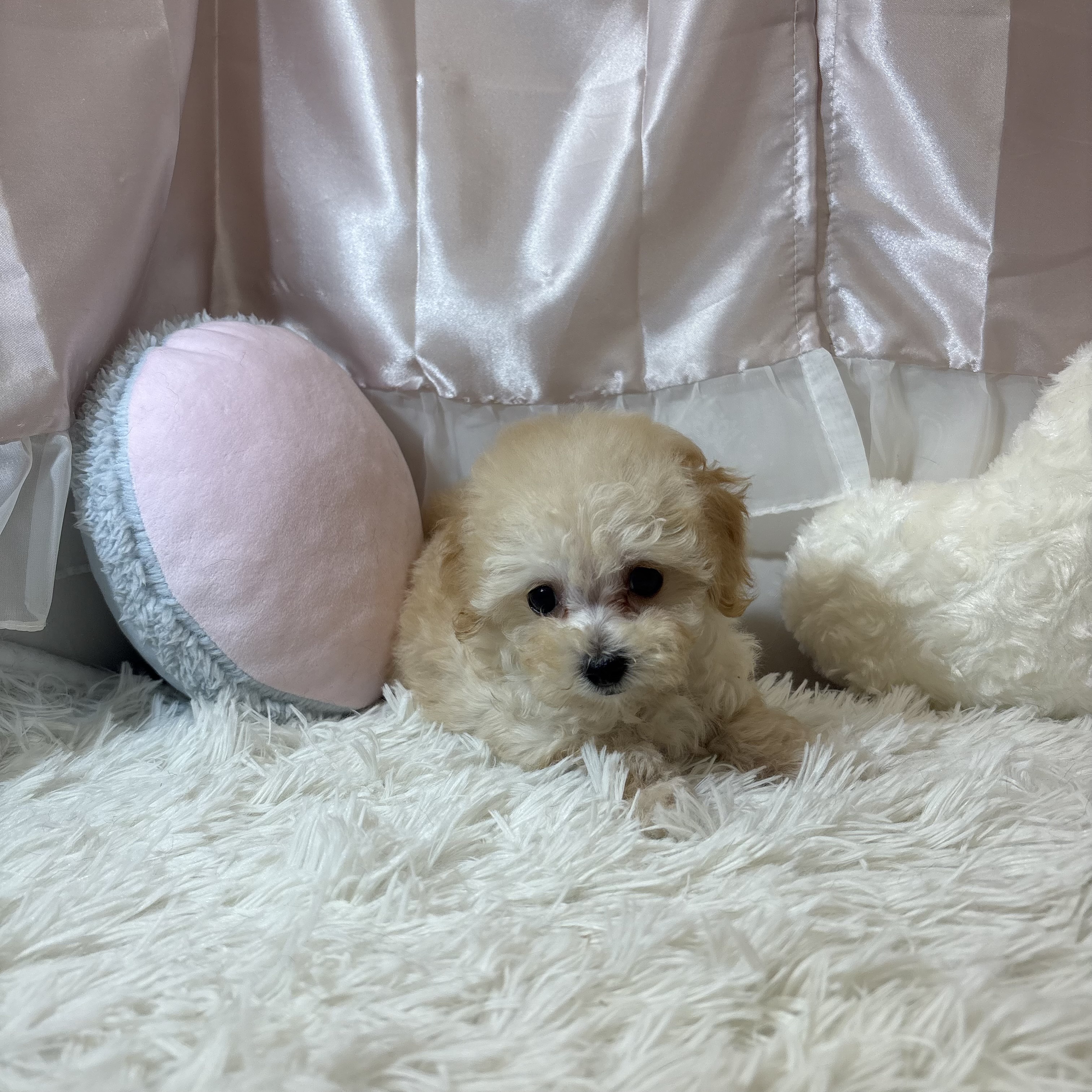 兵庫県のマルプー(マルチーズ×プードル) (犬の家＆猫の里カナート西神戸店/2026年6月20日生まれ/女の子/クリームホワイト)の子犬の3枚目の画像