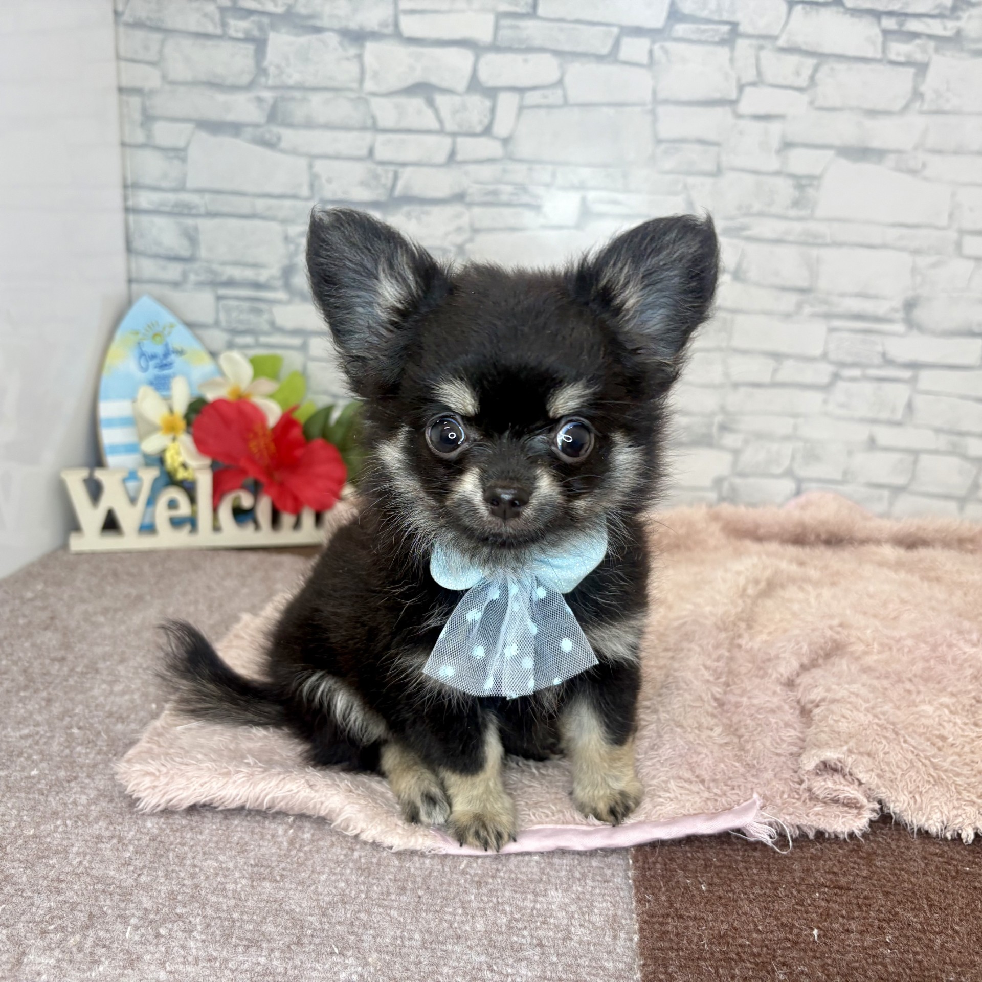 長野県のチワワ(ロング) (犬の家＆猫の里長野店/2026年6月21日生まれ/男の子/ブラックタン)の子犬の3枚目の画像