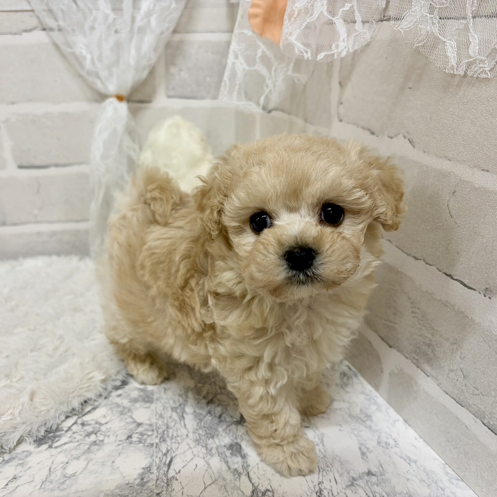 京都府のマルプー(マルチーズ×プードル) (犬の家＆猫の里京都精華店/2026年6月20日生まれ/女の子/クリーム)の子犬の3枚目の画像