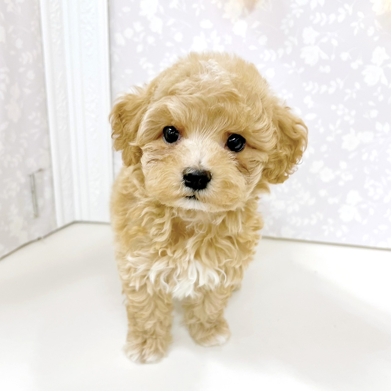 富山県のマルプー(マルチーズ×プードル) (犬の家＆猫の里アミーゴ高岡蓮花寺店/2026年6月20日生まれ/女の子/アプリコット)の子犬の3枚目の画像
