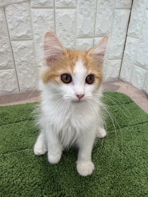 岡山県のノルウェージャンフォレストキャット (犬の家＆猫の里倉敷店/2026年6月19日生まれ/女の子/レッドタビーホワイト)の子猫の1枚目の画像