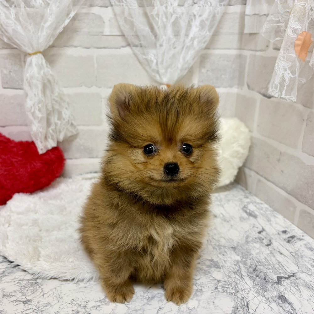 京都府のポメラニアン (犬の家＆猫の里京都精華店/2026年6月13日生まれ/男の子/オレンジ)の子犬の3枚目の画像