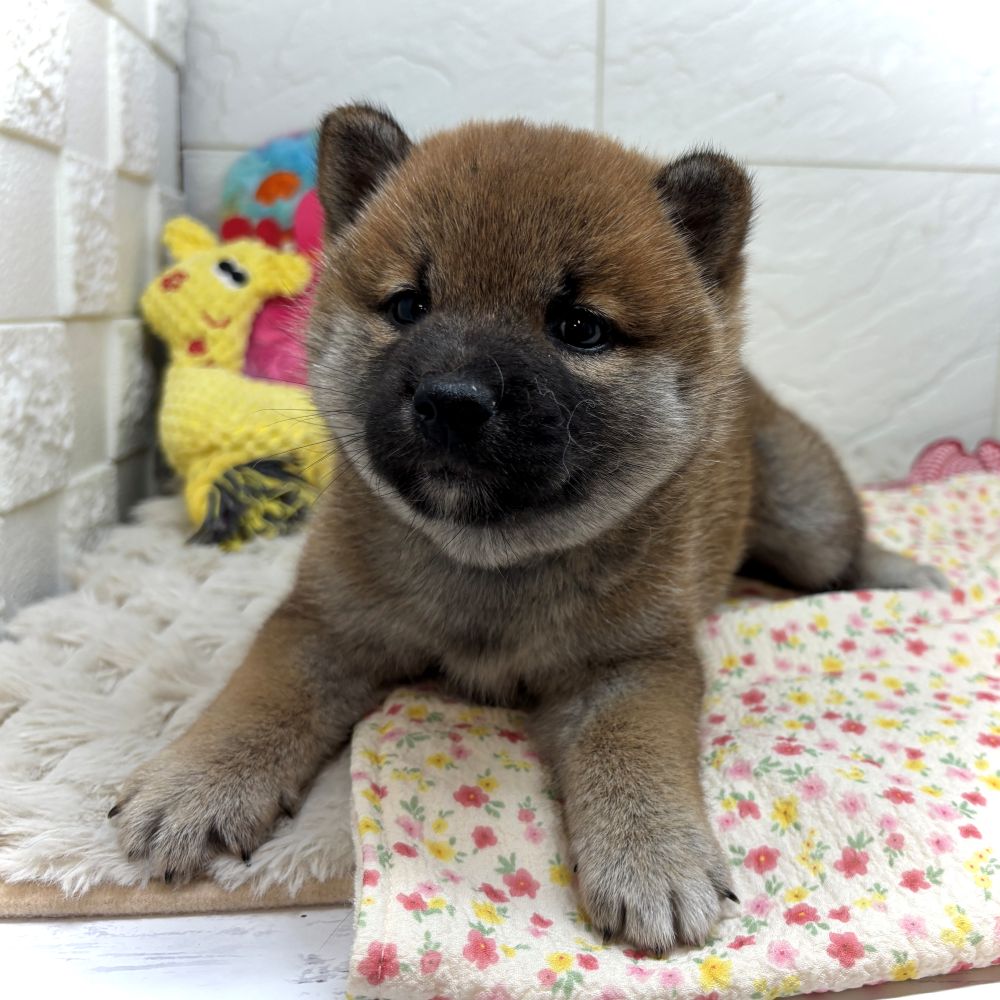 兵庫県の柴犬(標準サイズ) (犬の家＆猫の里ゆめタウン姫路店/2026年6月20日生まれ/女の子/赤)の子犬の3枚目の画像