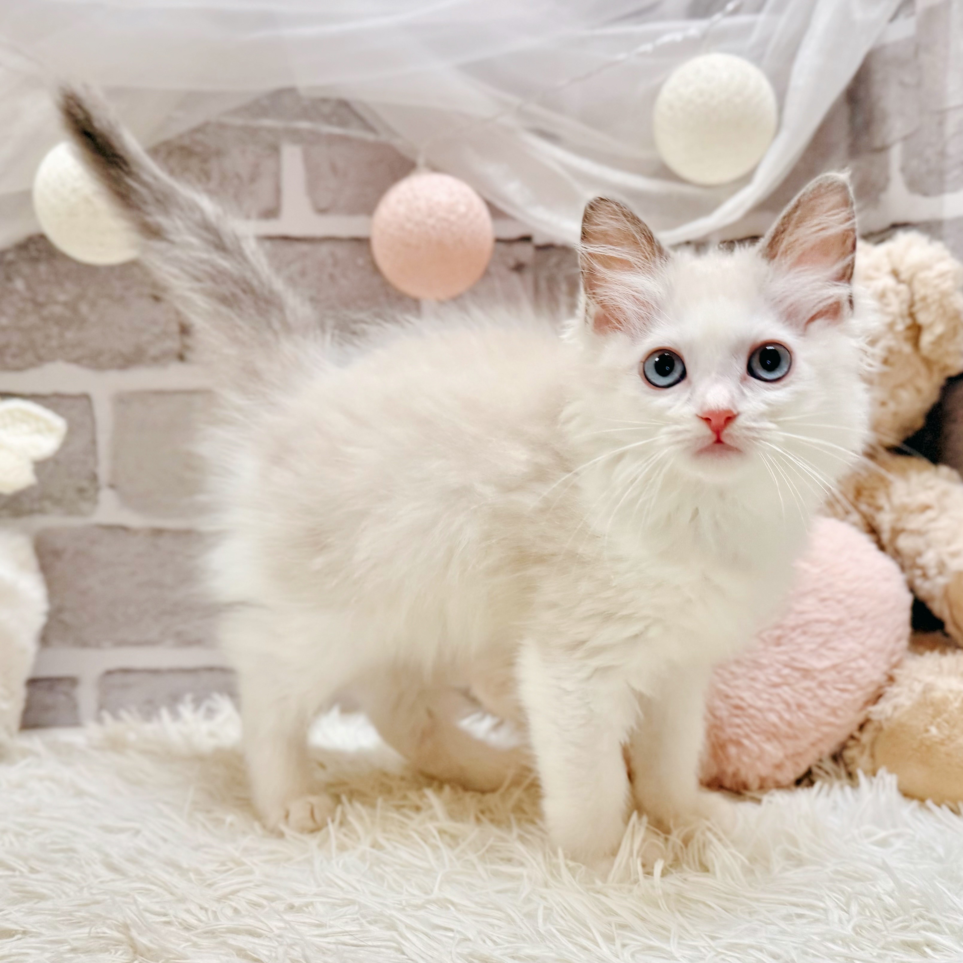 兵庫県のラグドール (犬の家＆猫の里神戸店/2026年6月18日生まれ/女の子/ブルーポイントバイカラー)の子猫の3枚目の画像