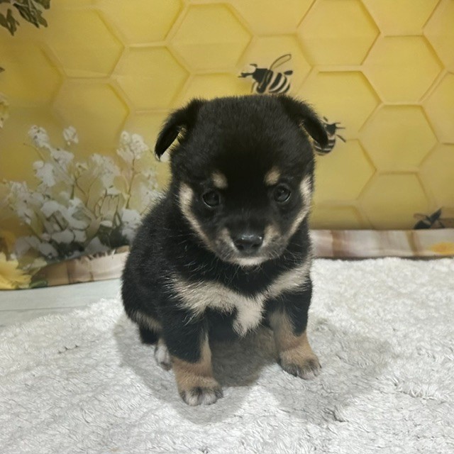 ハーフ犬女の子の写真