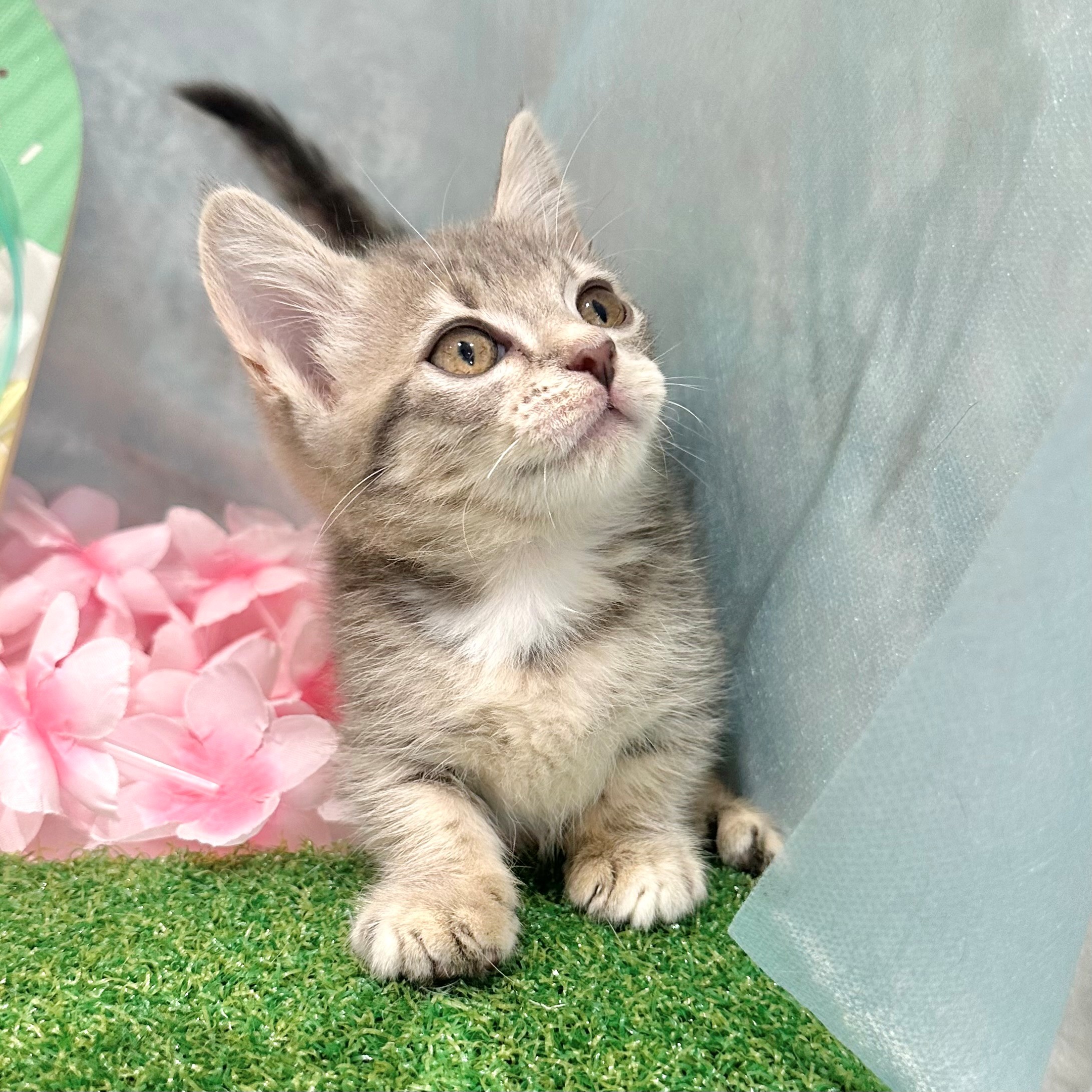 福岡県のマンチカン (犬の家＆猫の里くりえいと宗像店/2026年6月14日生まれ/女の子/ブルータビー)の子猫の3枚目の画像
