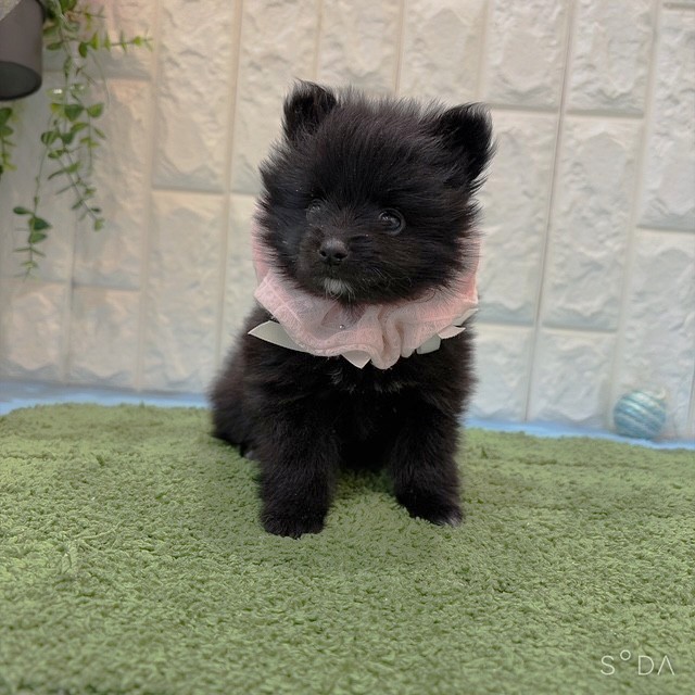岡山県のポメラニアン (犬の家＆猫の里倉敷店/2026年6月20日生まれ/女の子/ブラック)の子犬の3枚目の画像