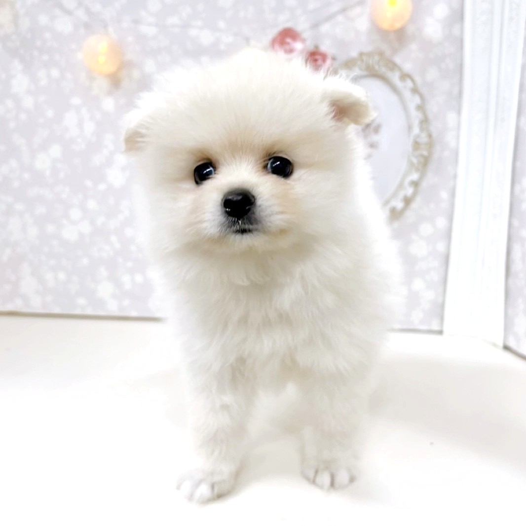 富山県のポメラニアン (犬の家＆猫の里アミーゴ高岡蓮花寺店/2026年6月21日生まれ/女の子/クリーム)の子犬の3枚目の画像