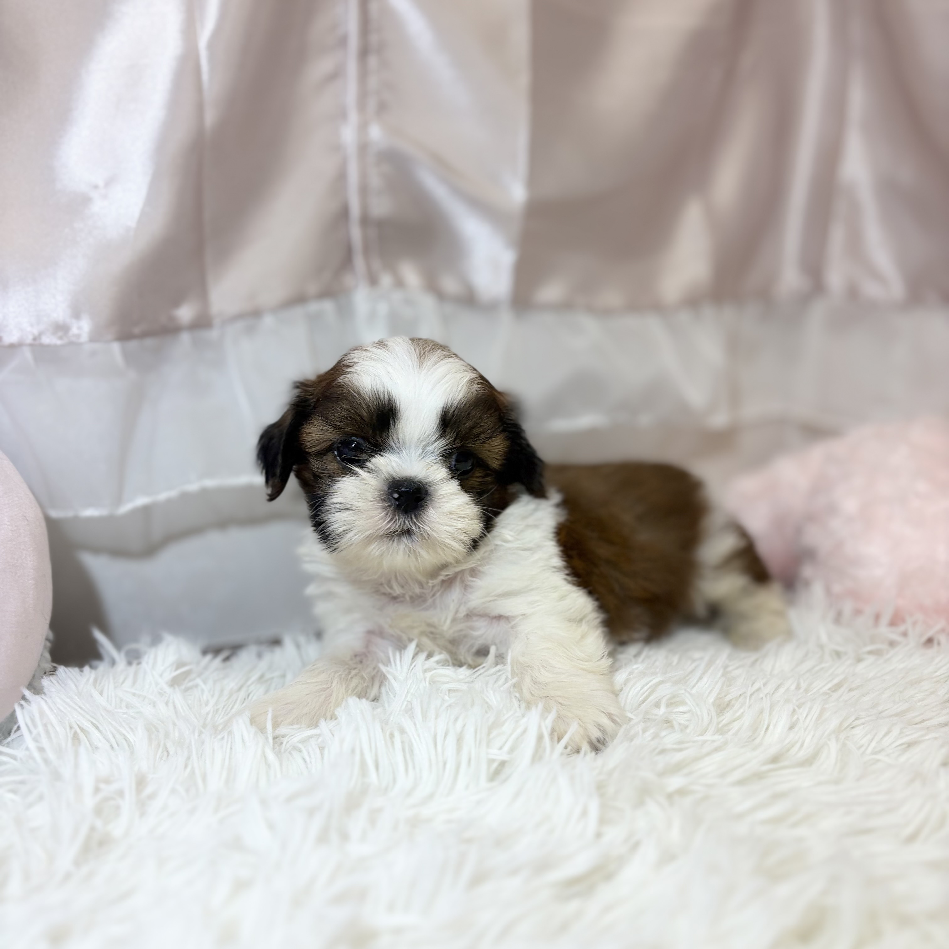 兵庫県のシーズー (犬の家＆猫の里カナート西神戸店/2026年6月20日生まれ/男の子/ゴールドホワイト)の子犬の3枚目の画像