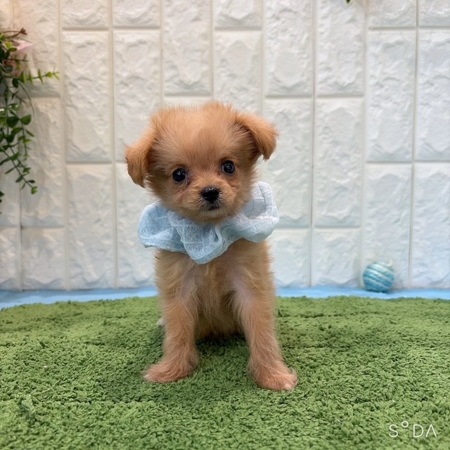 岡山県のポメプー(ポメラニアン×プードル) (犬の家＆猫の里倉敷店/2026年6月14日生まれ/男の子/アプリコット)の子犬の3枚目の画像