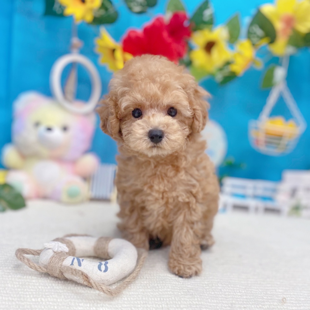 岐阜県のトイプードル(トイ) (犬の家＆猫の里岐南店/2026年6月21日生まれ/男の子/アプリコット)の子犬の3枚目の画像