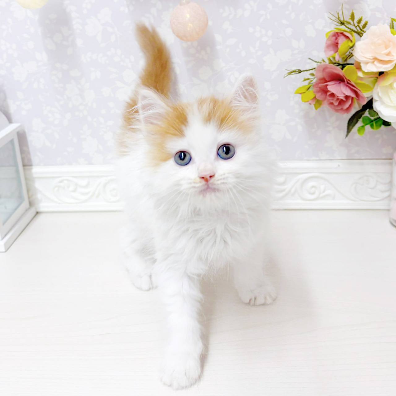 富山県のスコティッシュフォールド (犬の家＆猫の里アミーゴ山室店/2026年6月18日生まれ/男の子/レッドタビーホワイト)の子猫の3枚目の画像