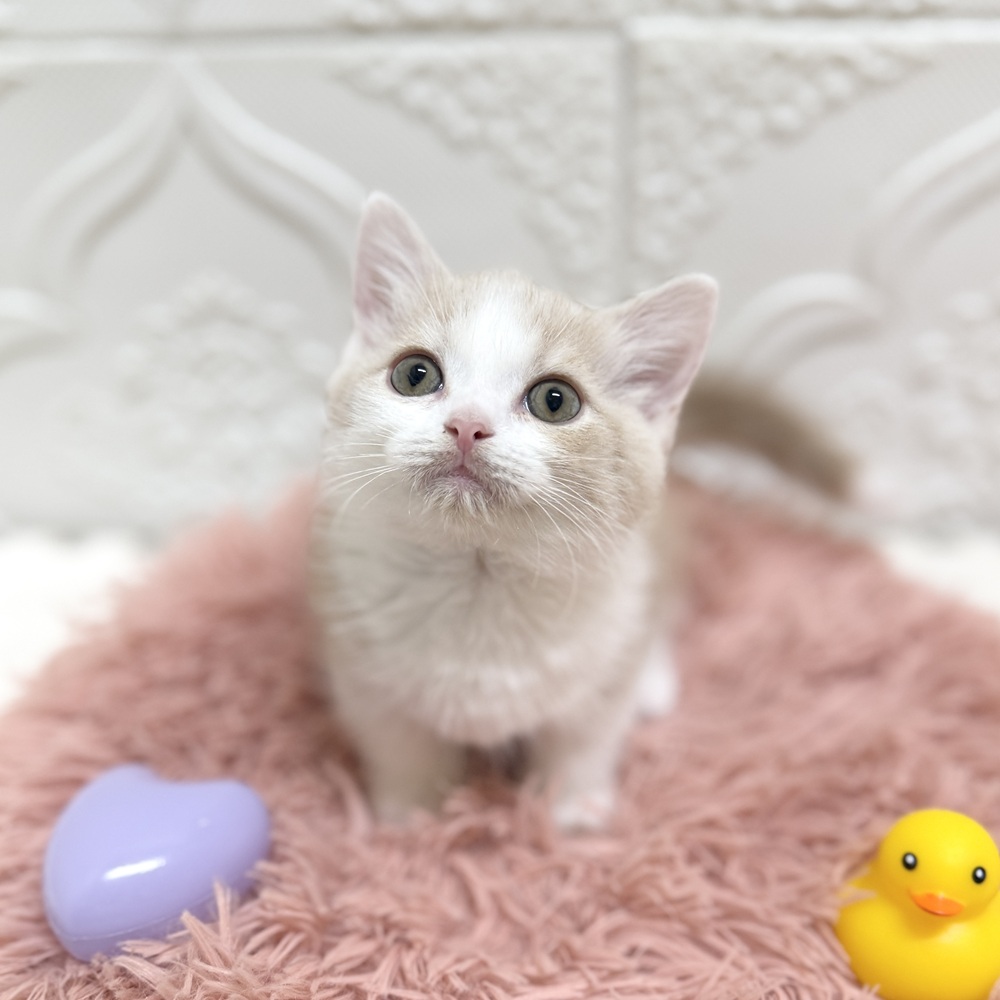 愛知県のマンチカン (犬の家＆猫の里岡崎店/2026年6月16日生まれ/男の子/クリームタビーホワイト)の子猫の3枚目の画像