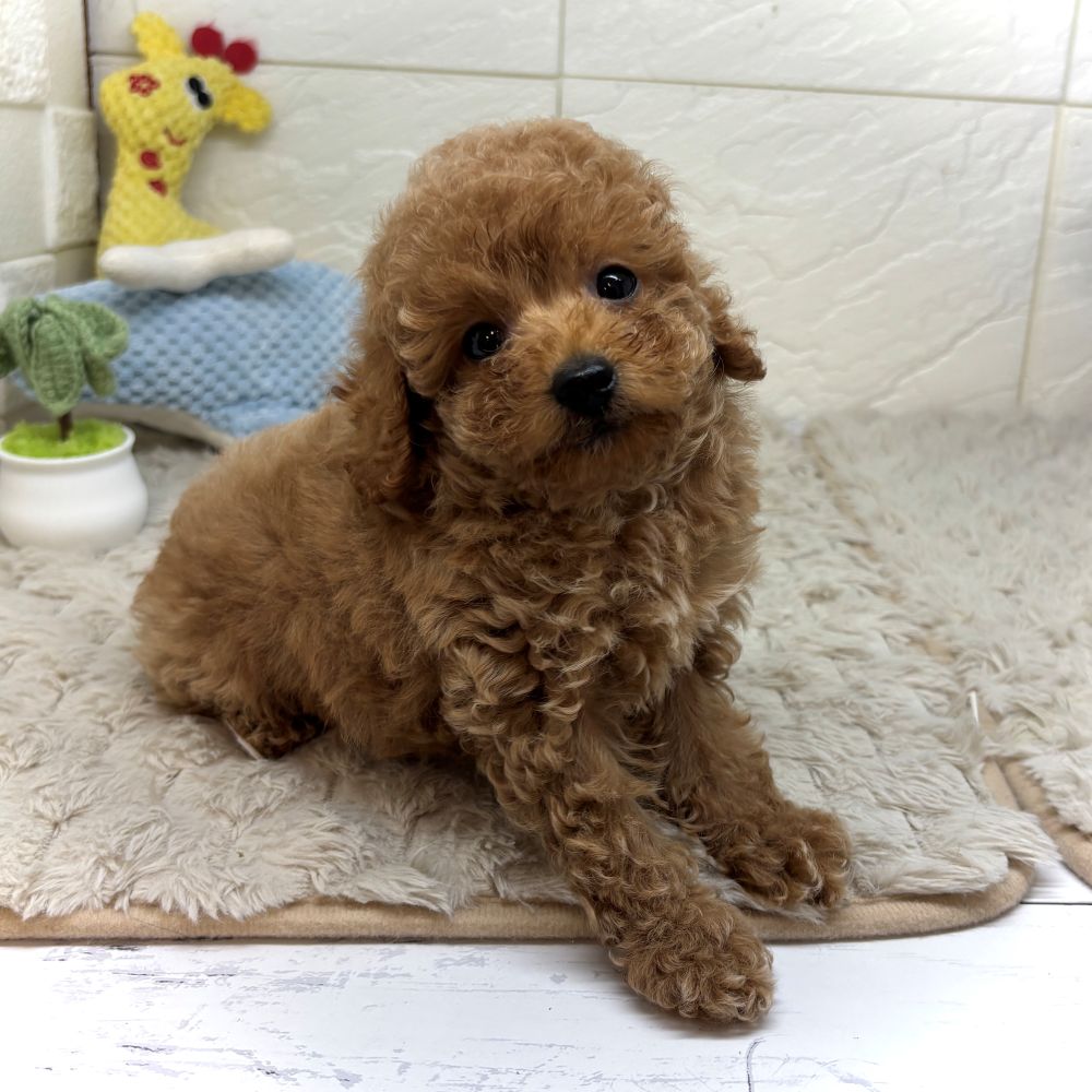 兵庫県のトイプードル(トイ) (犬の家＆猫の里ゆめタウン姫路店/2026年6月18日生まれ/男の子/オレンジフォーン)の子犬の3枚目の画像