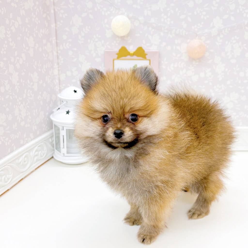 富山県のポメラニアン (犬の家＆猫の里富山店/2026年6月21日生まれ/男の子/オレンジセーブル)の子犬の3枚目の画像