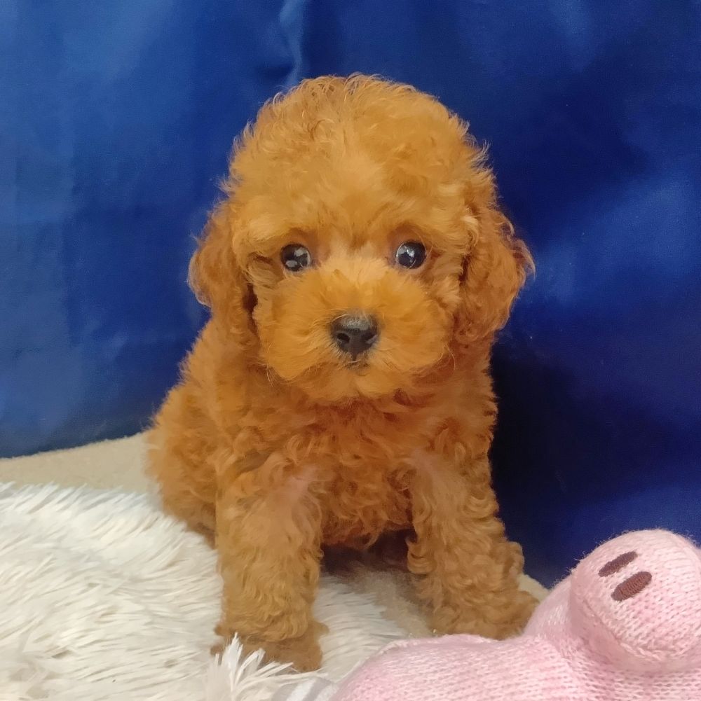 岐阜県のトイプードル(トイ) (犬の家＆猫の里中津川店/2026年6月20日生まれ/男の子/レッド)の子犬の3枚目の画像