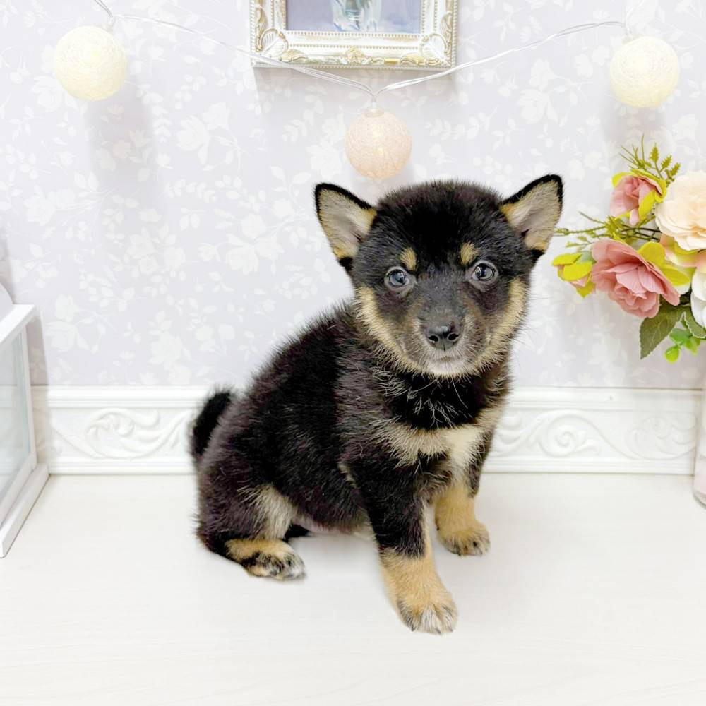 富山県の柴犬(標準サイズ) (犬の家＆猫の里アミーゴ山室店/2026年6月22日生まれ/男の子/黒)の子犬の3枚目の画像