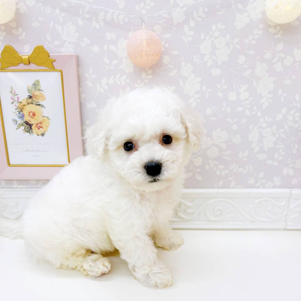 富山県のビションフリーゼ (犬の家＆猫の里富山店/2026年6月22日生まれ/男の子/ホワイト)の子犬の3枚目の画像