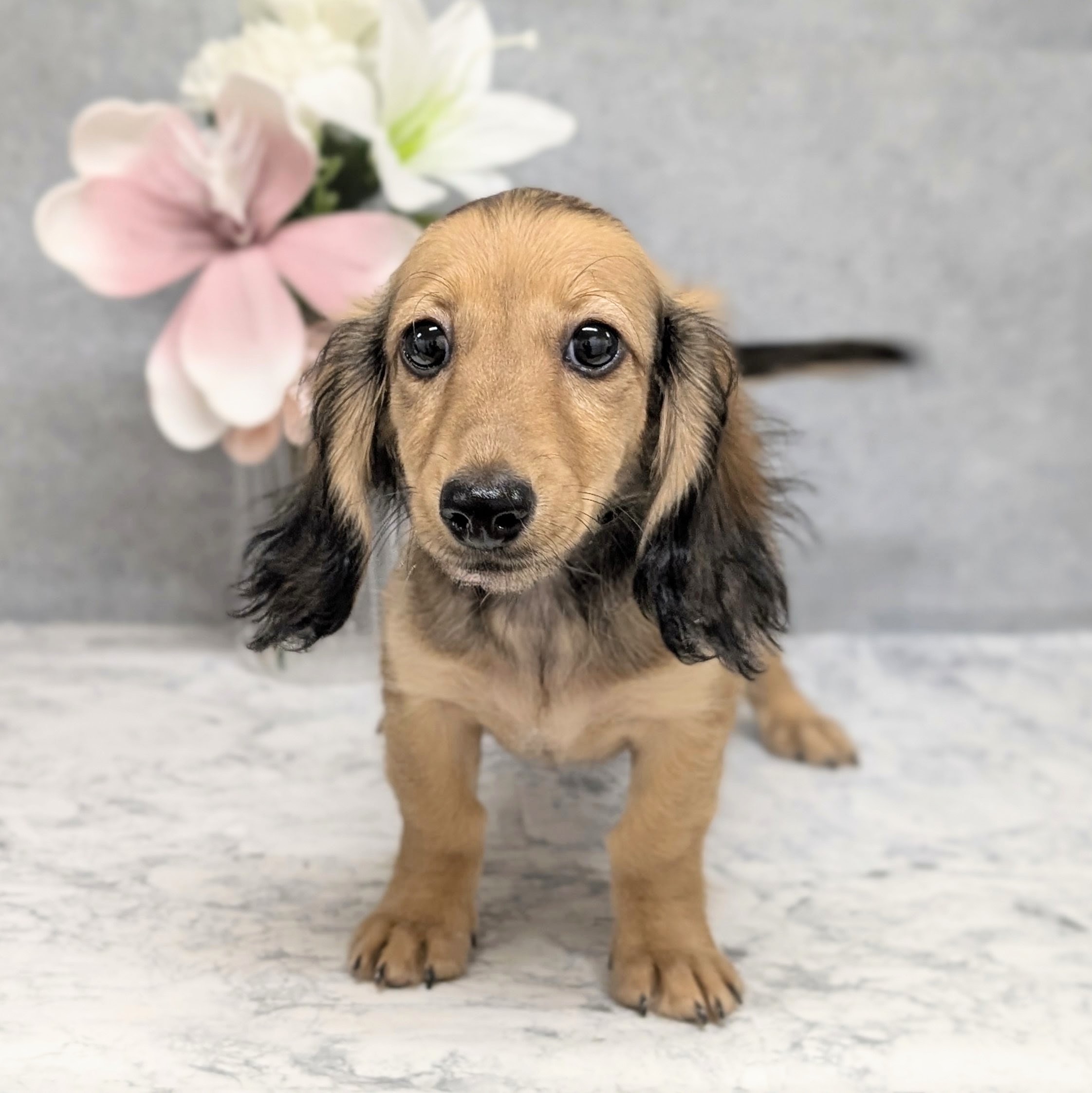 愛知県のミニチュアダックスフンド(ロング) (犬の家＆猫の里安城店/2026年6月22日生まれ/女の子/レッド)の子犬の1枚目の画像