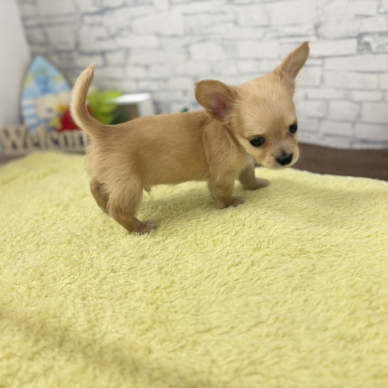長野県のチワックス(チワワ×ダックス) (犬の家＆猫の里長野店/2026年6月21日生まれ/男の子/イエロー)の子犬の3枚目の画像