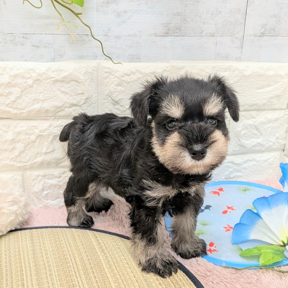 静岡県のミニチュアシュナウザー (犬の家＆猫の里プレ葉ウォーク浜北店/2026年6月23日生まれ/男の子/ブラックシルバー)の子犬の1枚目の画像
