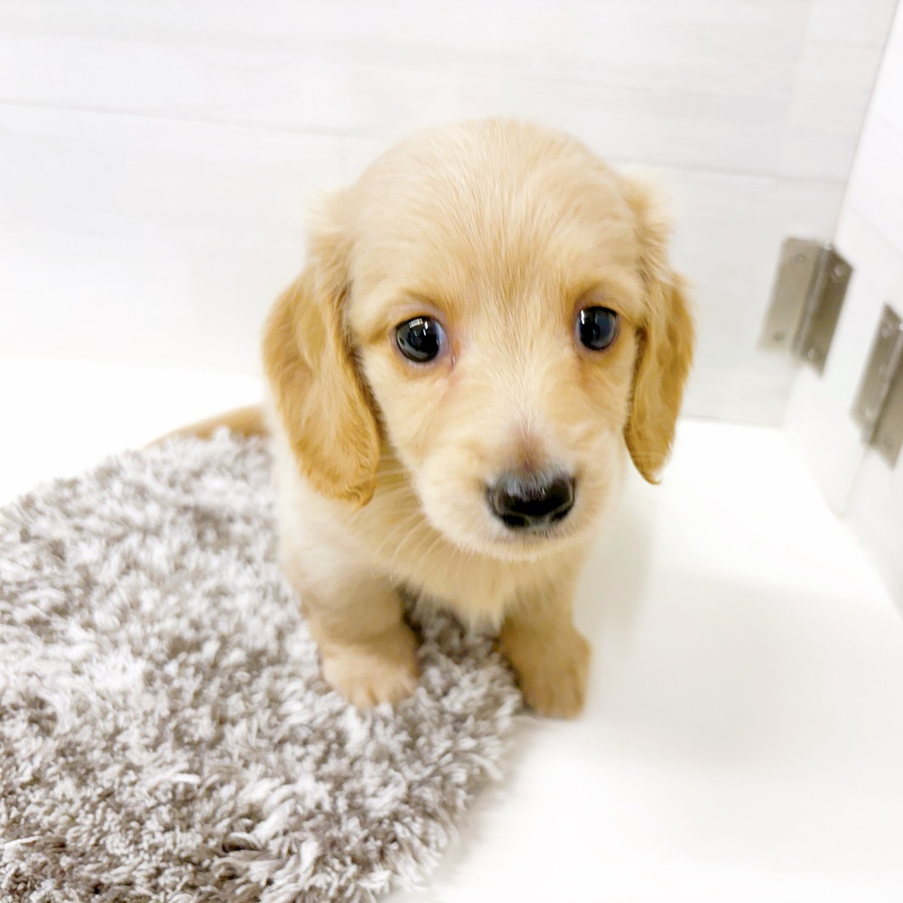 石川県のミニチュアダックスフンド(ロング) (犬の家＆猫の里アミーゴ金沢おこばた店/2026年6月21日生まれ/女の子/イエロー)の子犬の3枚目の画像