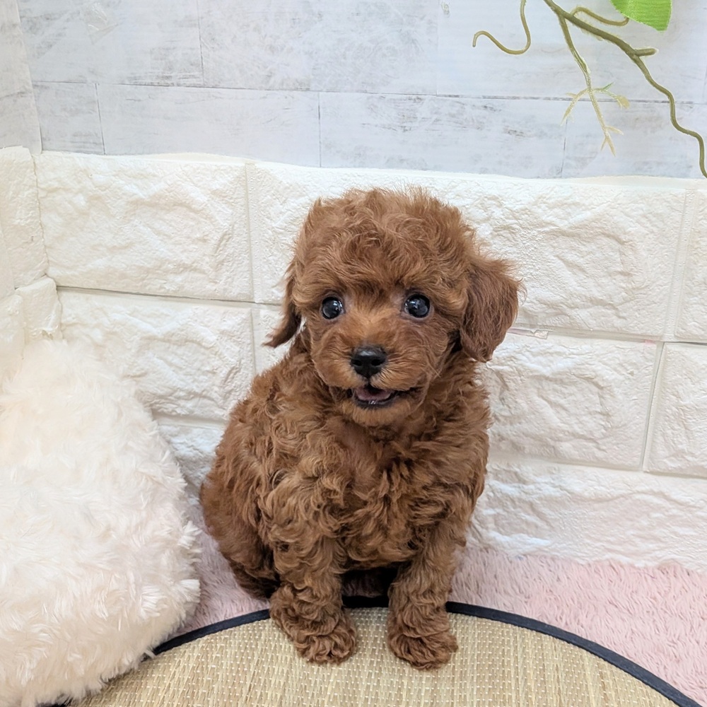 静岡県のトイプードル(トイ) (犬の家＆猫の里プレ葉ウォーク浜北店/2026年6月20日生まれ/男の子/レッド)の子犬の3枚目の画像