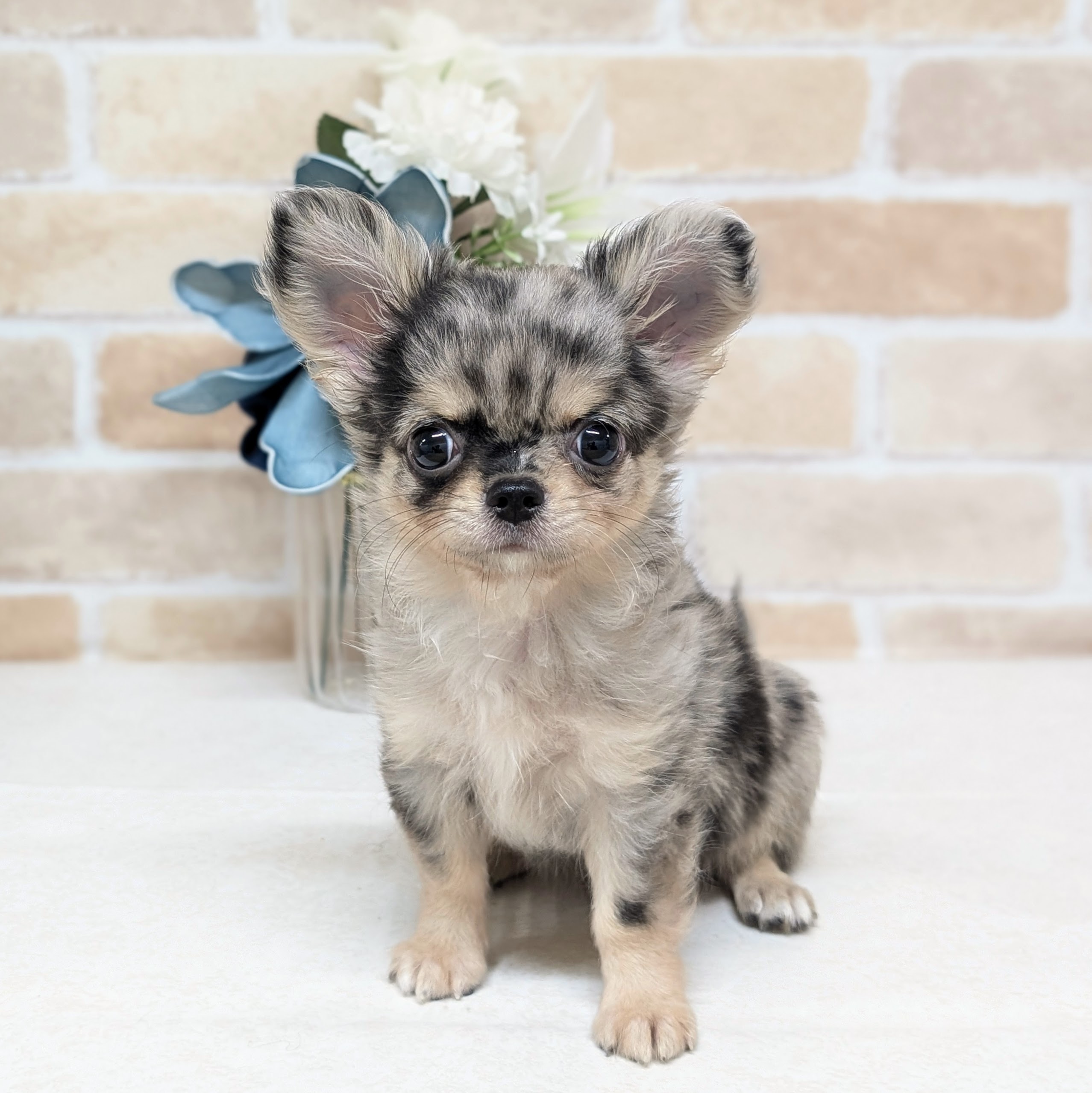愛知県のチワワ(ロング) (犬の家＆猫の里安城店/2026年6月22日生まれ/男の子/ブルーマールタン)の子犬の1枚目の画像