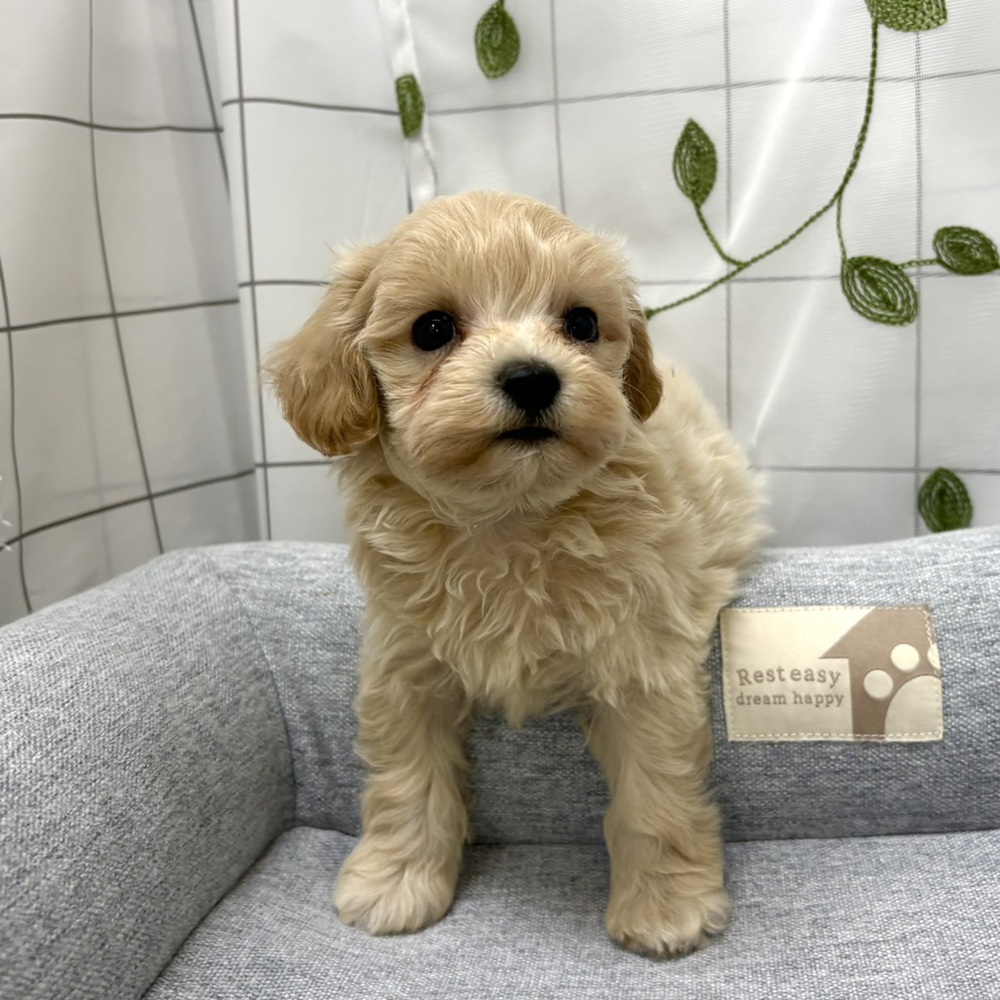 長野県のマルプー(マルチーズ×プードル) (犬の家＆猫の里塩尻店/2026年6月23日生まれ/男の子/クリーム)の子犬の3枚目の画像
