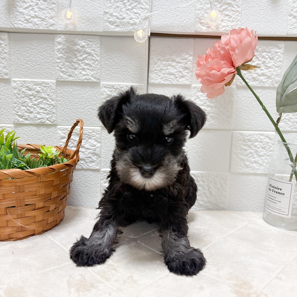 東京都のミニチュアシュナウザー (犬の家＆猫の里ペットフォレスト小平店/2026年6月23日生まれ/女の子/ブラックシルバー)の子犬の1枚目の画像