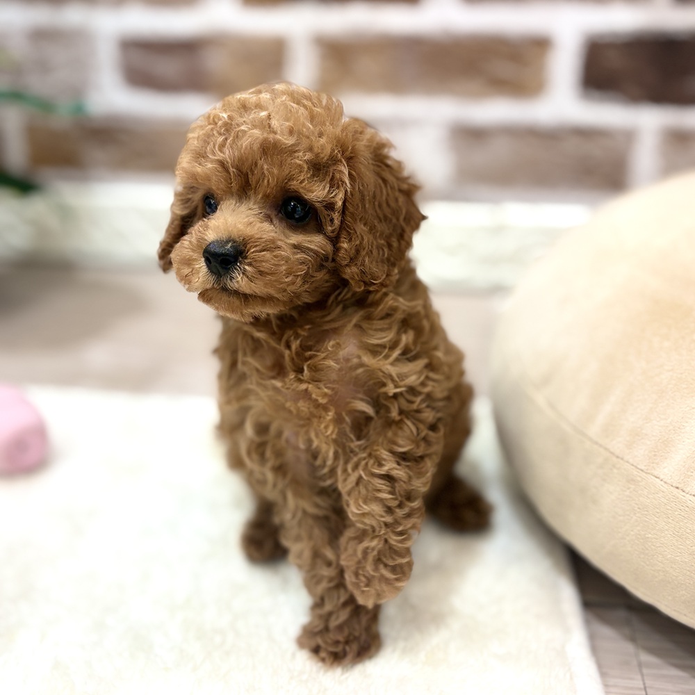 三重県のトイプードル(トイ) (犬の家＆猫の里三重桑名店/2026年6月21日生まれ/女の子/レッドフォーン)の子犬の3枚目の画像