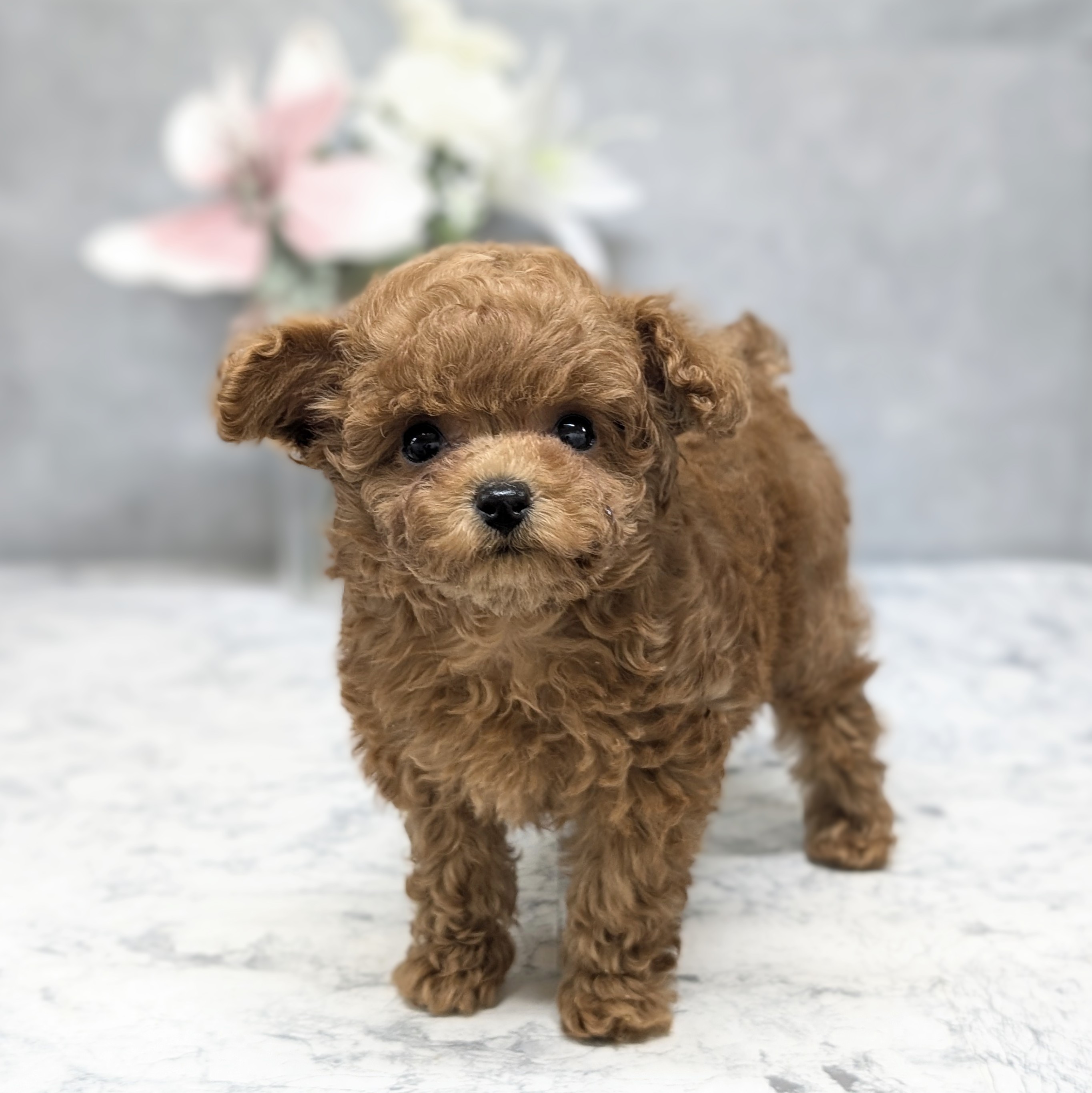 愛知県のトイプードル(ティーカップ) (犬の家＆猫の里安城店/2026年6月20日生まれ/女の子/アプリコット)の子犬の3枚目の画像