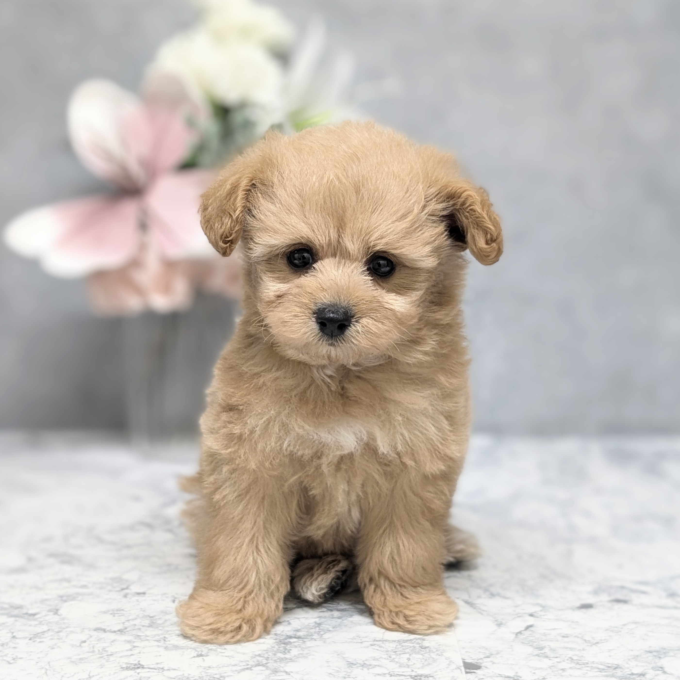 愛知県のポメプー(ポメラニアン×プードル) (犬の家＆猫の里安城店/2026年6月20日生まれ/女の子/クリーム)の子犬の1枚目の画像