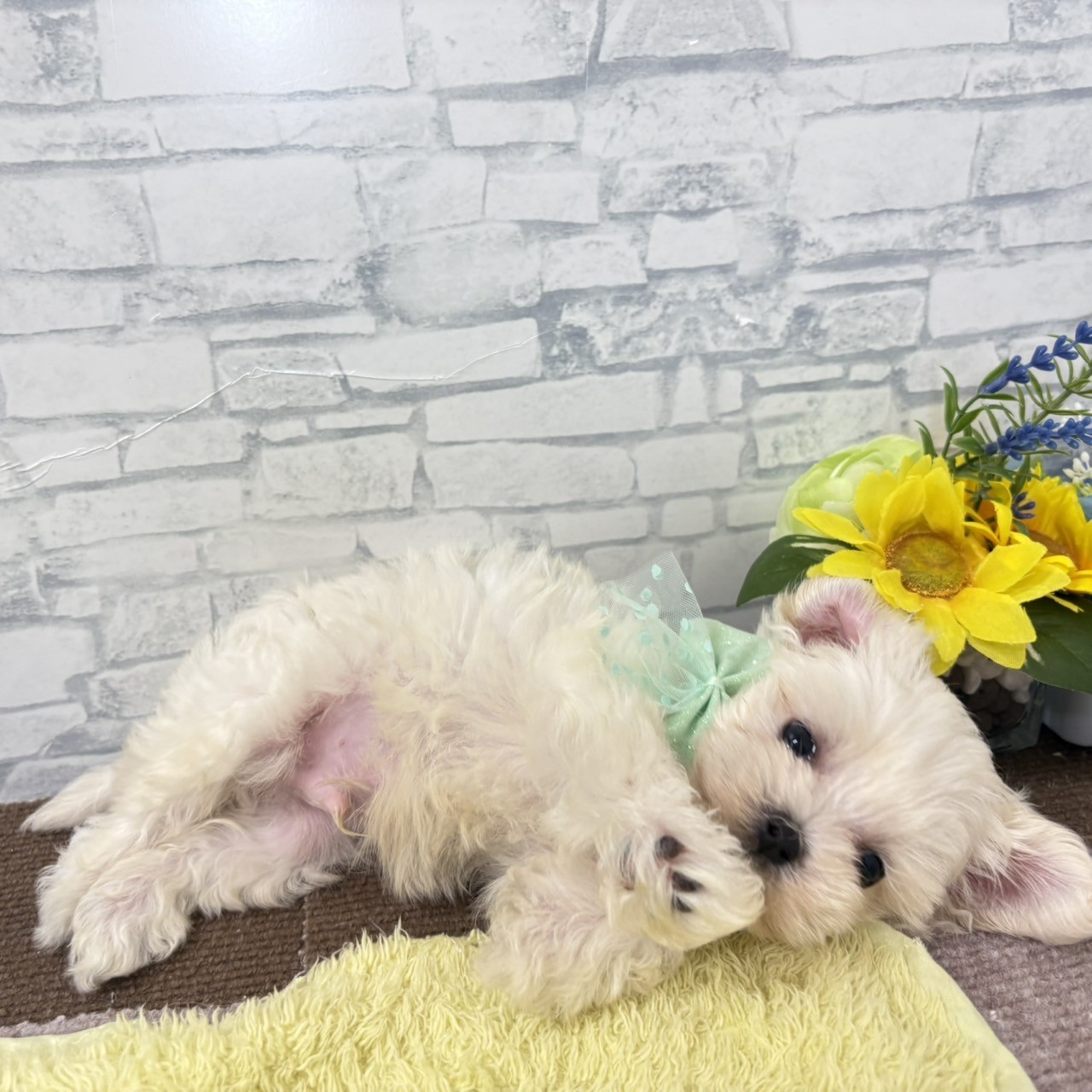 長野県のハーフ犬・ミックス犬 (犬の家＆猫の里長野店/2026年6月18日生まれ/男の子/ホワイト)の子犬の3枚目の画像