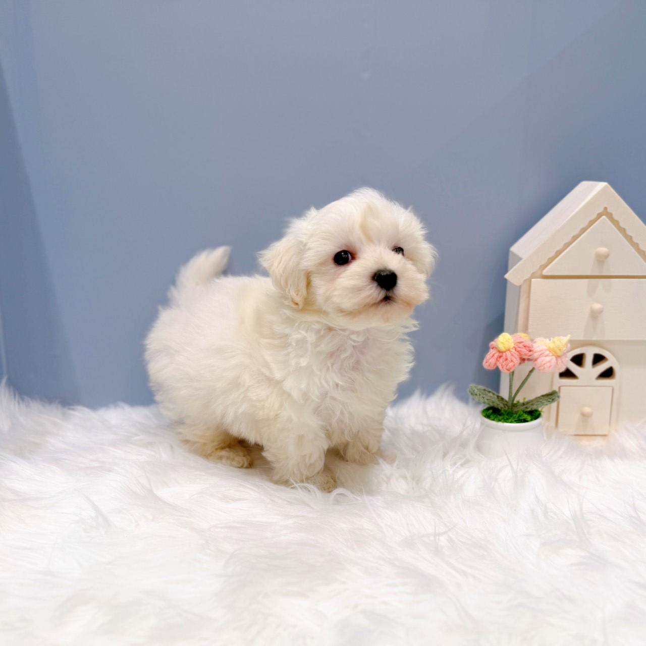 愛知県のハーフ犬・ミックス犬 (犬の家＆猫の里岡崎店/2026年6月18日生まれ/男の子/ホワイト)の子犬の3枚目の画像