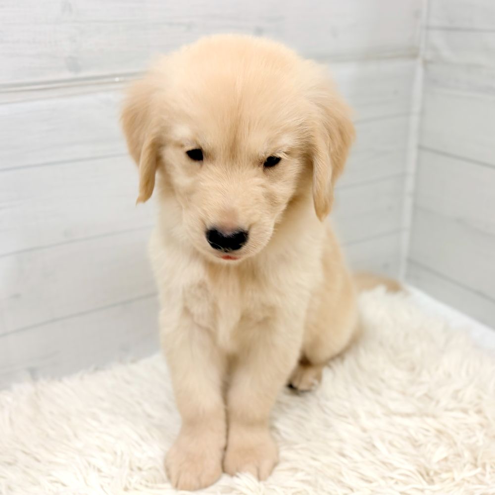 愛知県のゴールデンレトリバー (犬の家＆猫の里豊田店/2026年6月20日生まれ/男の子/ゴールデン)の子犬の3枚目の画像