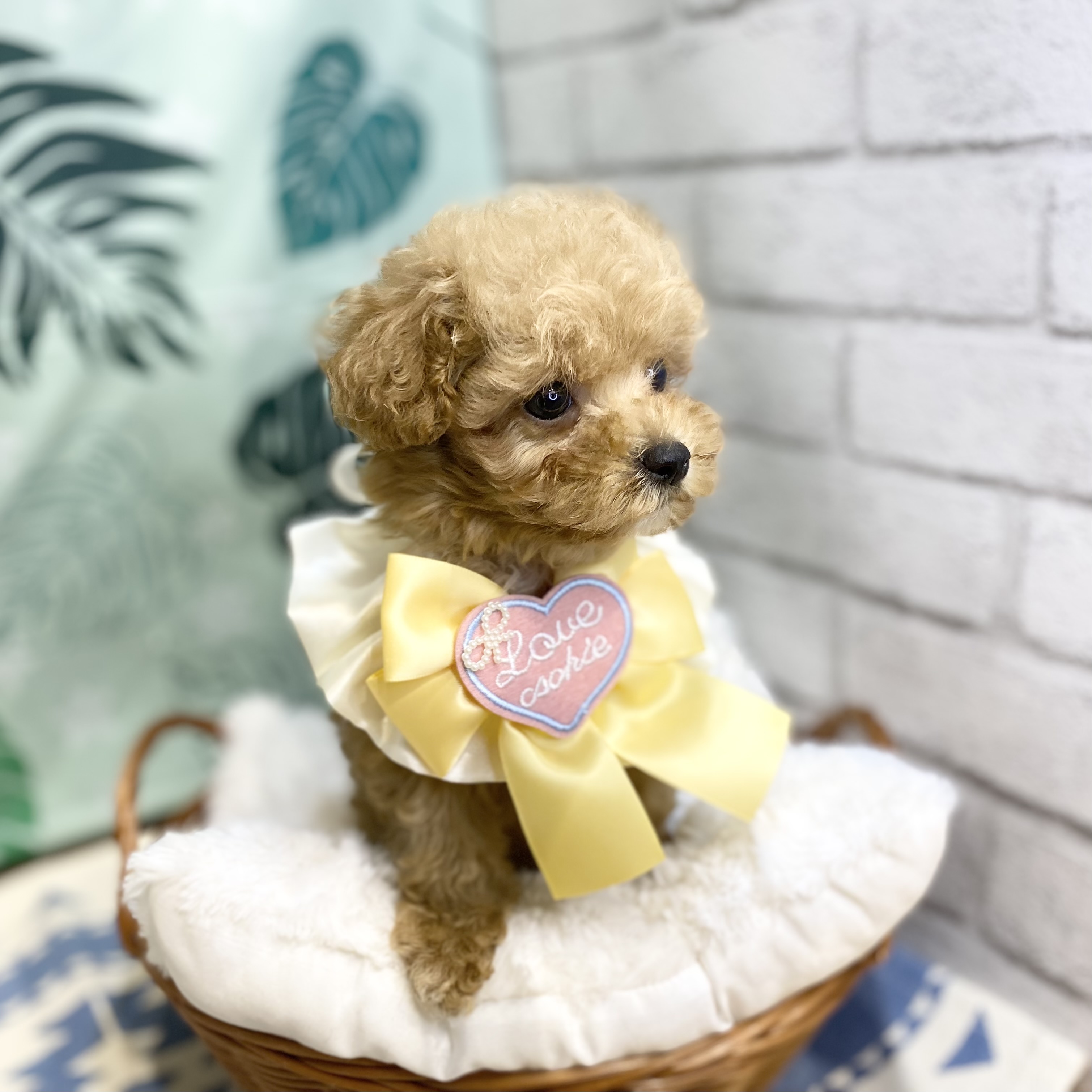 長野県のマルプー(マルチーズ×プードル) (犬の家＆猫の里カインズ梓川店/2026年6月20日生まれ/女の子/アプリコット)の子犬の3枚目の画像