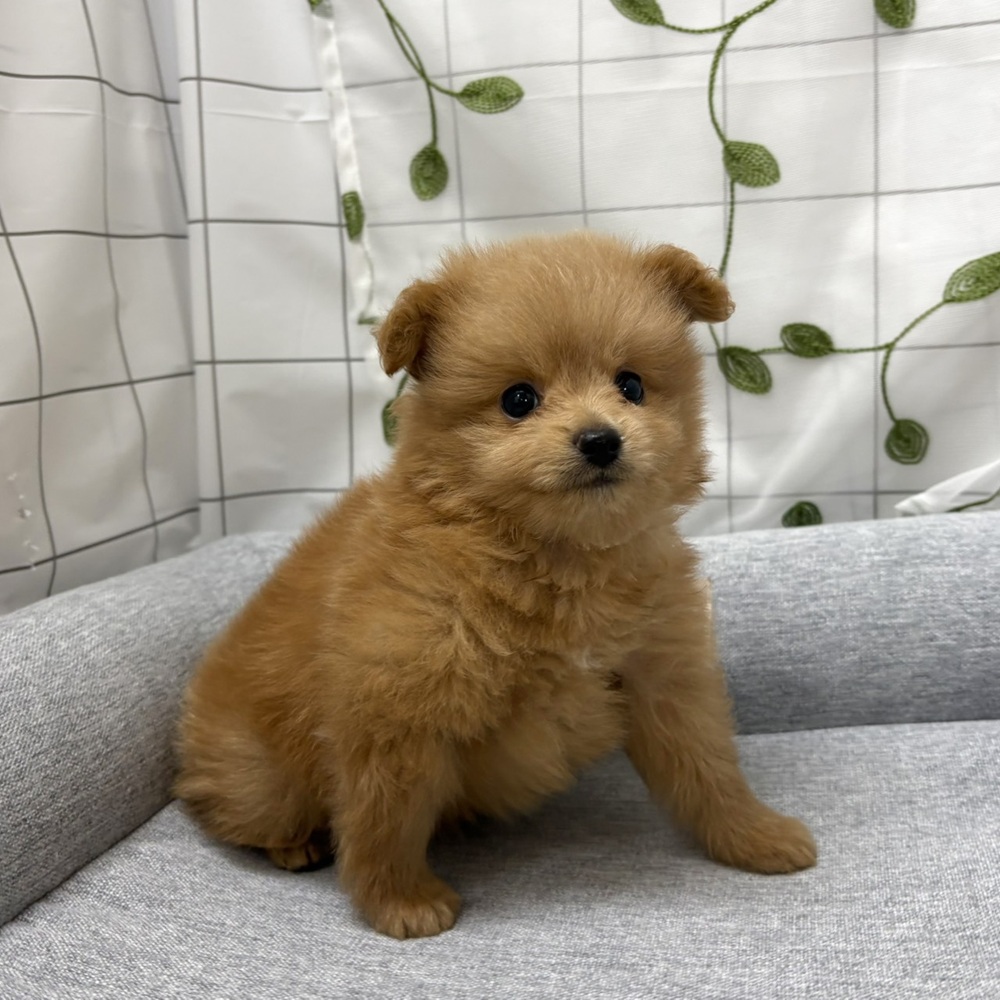 長野県のポメプー(ポメラニアン×プードル) (犬の家＆猫の里塩尻店/2026年6月20日生まれ/男の子/アプリコット)の子犬の3枚目の画像